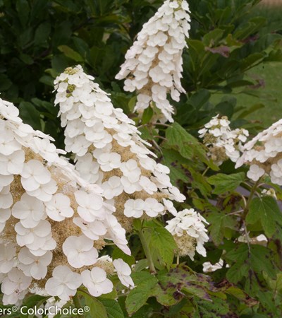 Oakleaf Hydrangea Gatsby Gal®